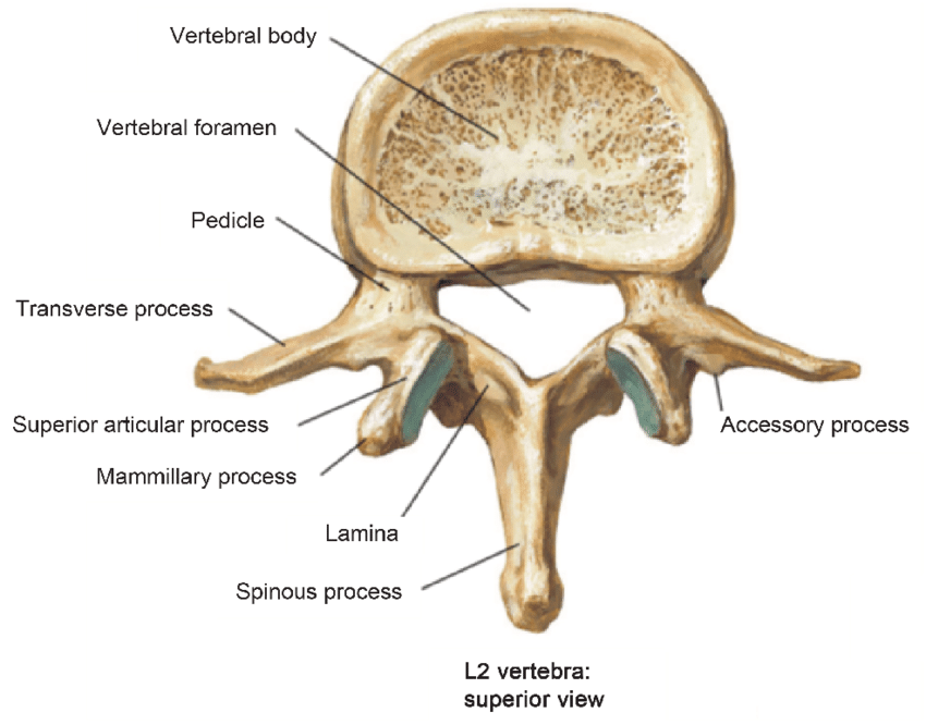 Lumbar Vertebrae Diagram